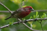 House Finch 2